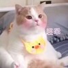 叶随风舞