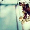 白白茶