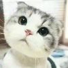 啊